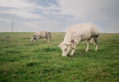 Réduire les émissions, valoriser les prairies : trajectoire environnementale de l’élevage bovin belge