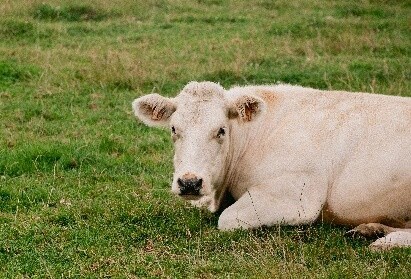 Un prix juste pour des fermes durables : sécuriser la valeur à la ferme